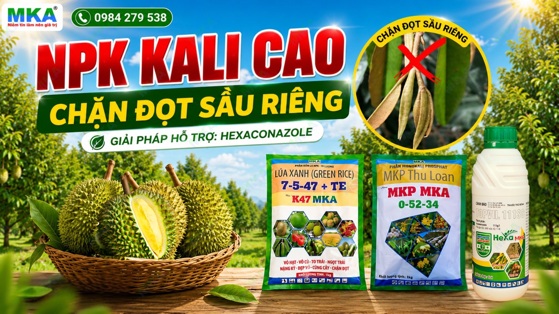 Chặn đọt sầu riêng mùa mưa bằng NPK Kali cao và hexaconazole
